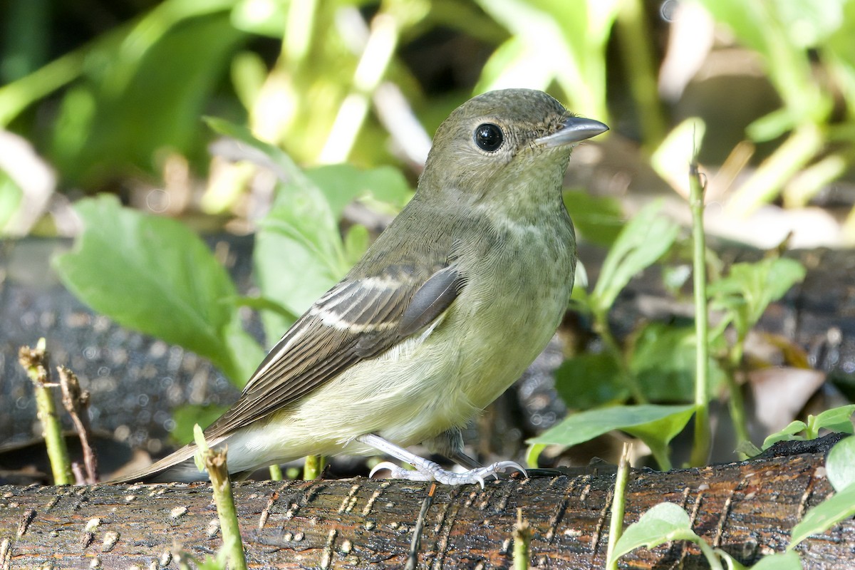Yellow-rumped Flycatcher - ML642010269