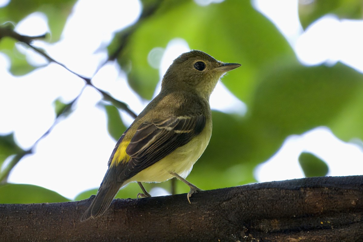 Yellow-rumped Flycatcher - ML642010270