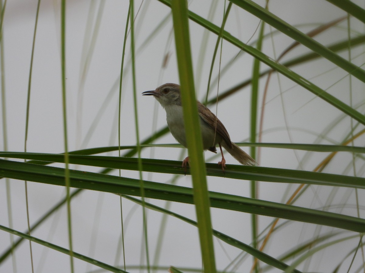 Plain Prinia - ML642010272