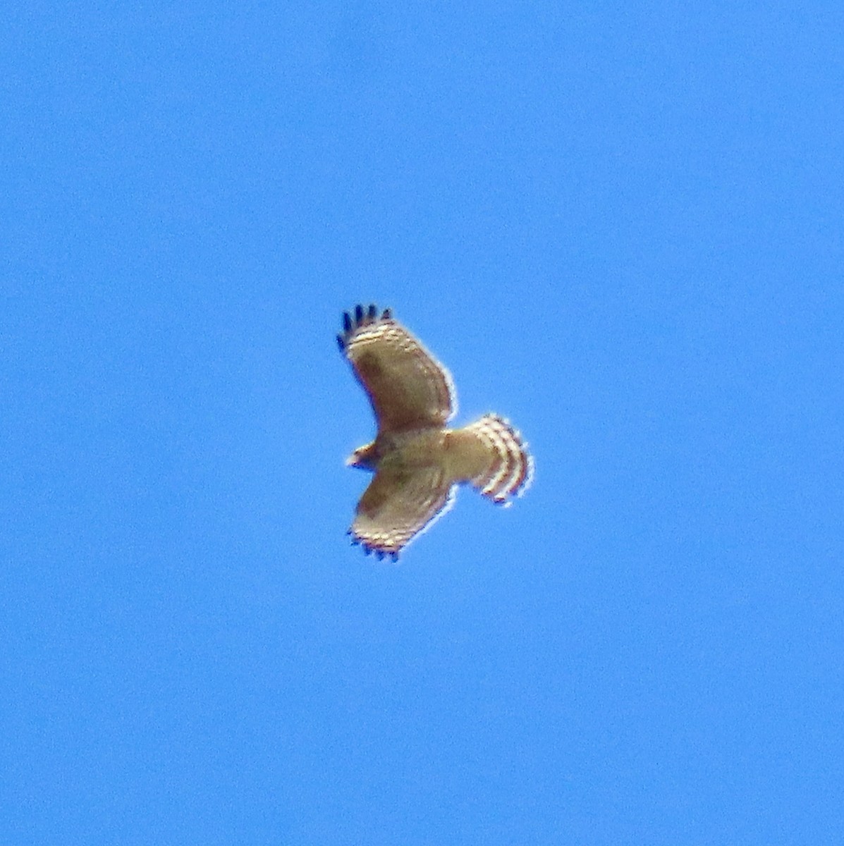 Red-shouldered Hawk - ML642010274