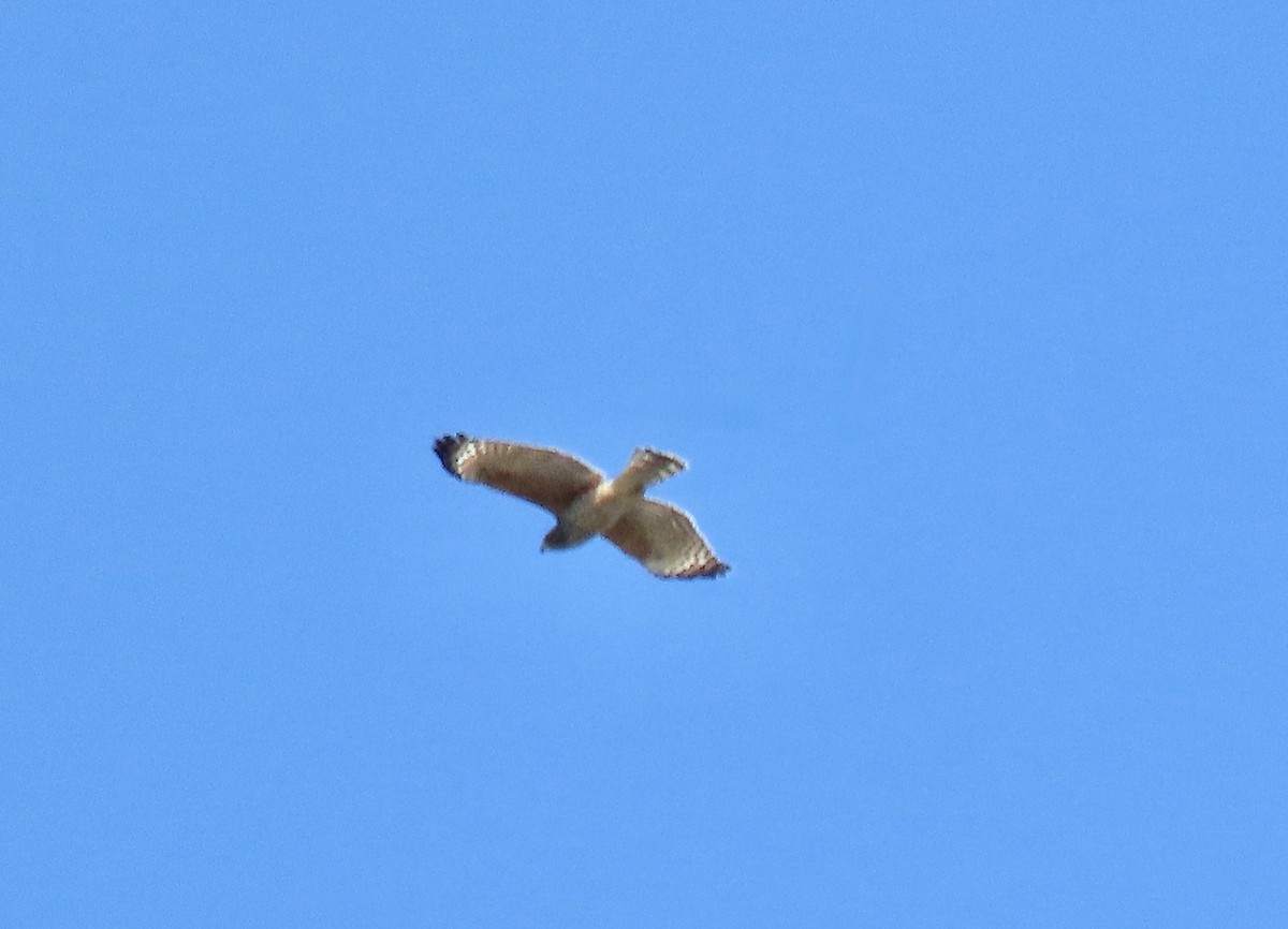 Red-shouldered Hawk - ML642010275