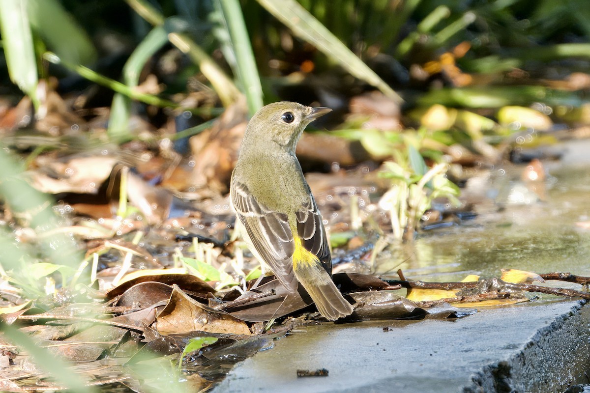 Yellow-rumped Flycatcher - ML642010276