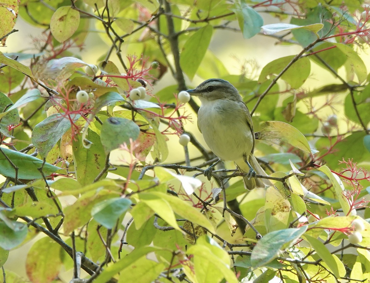 Vireo begigorria - ML642010278