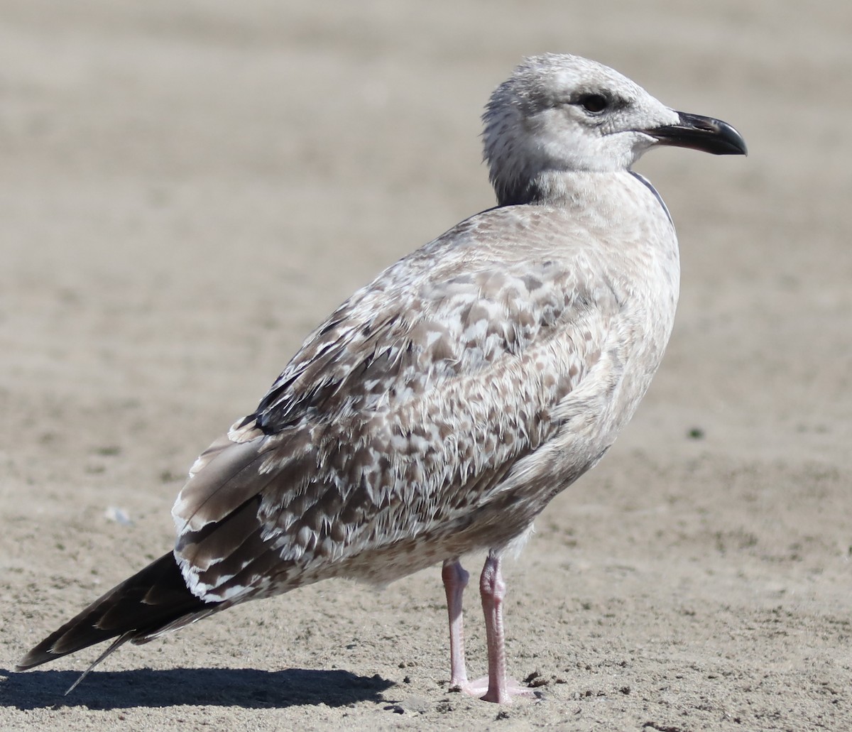 Gaviota Argéntea Americana - ML642010282