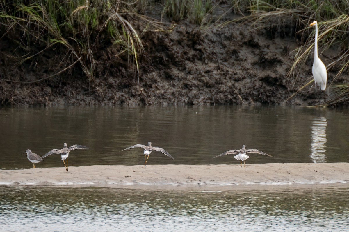 Greater Yellowlegs - ML642010319