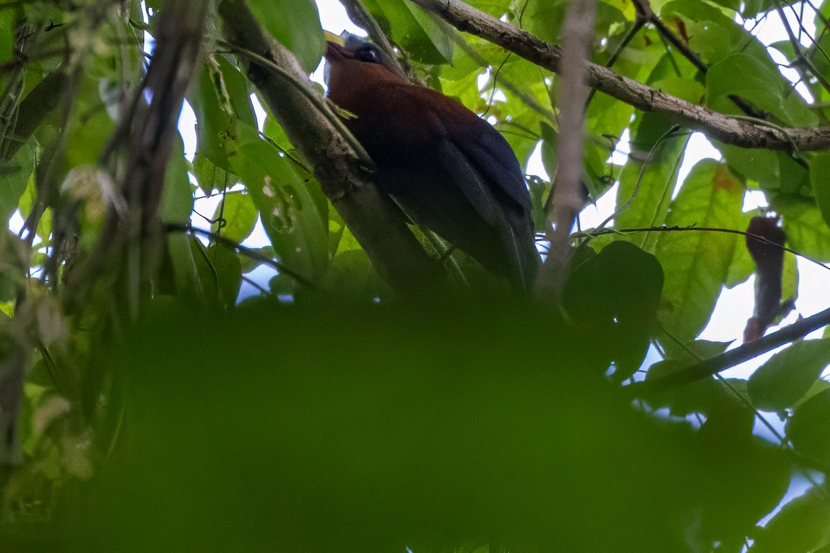 Yellow-billed Malkoha - ML642010329