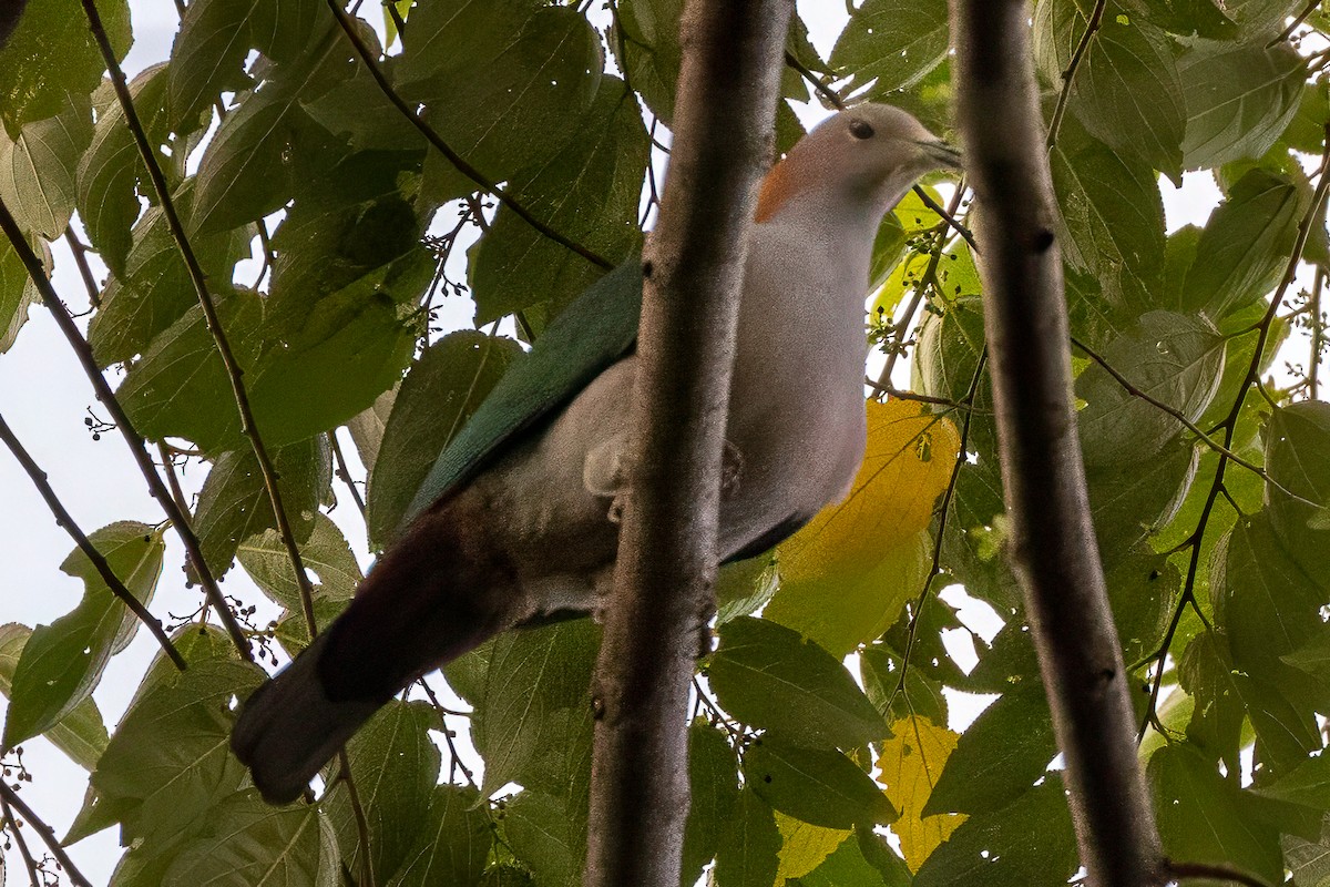 Green Imperial-Pigeon (Rufous-naped) - ML642010332