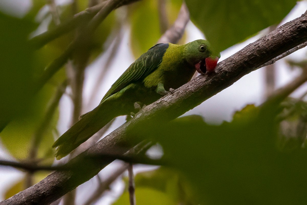 Azure-rumped Parrot - ML642010336