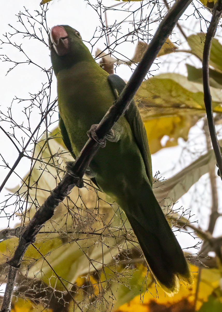 Azure-rumped Parrot - ML642010337