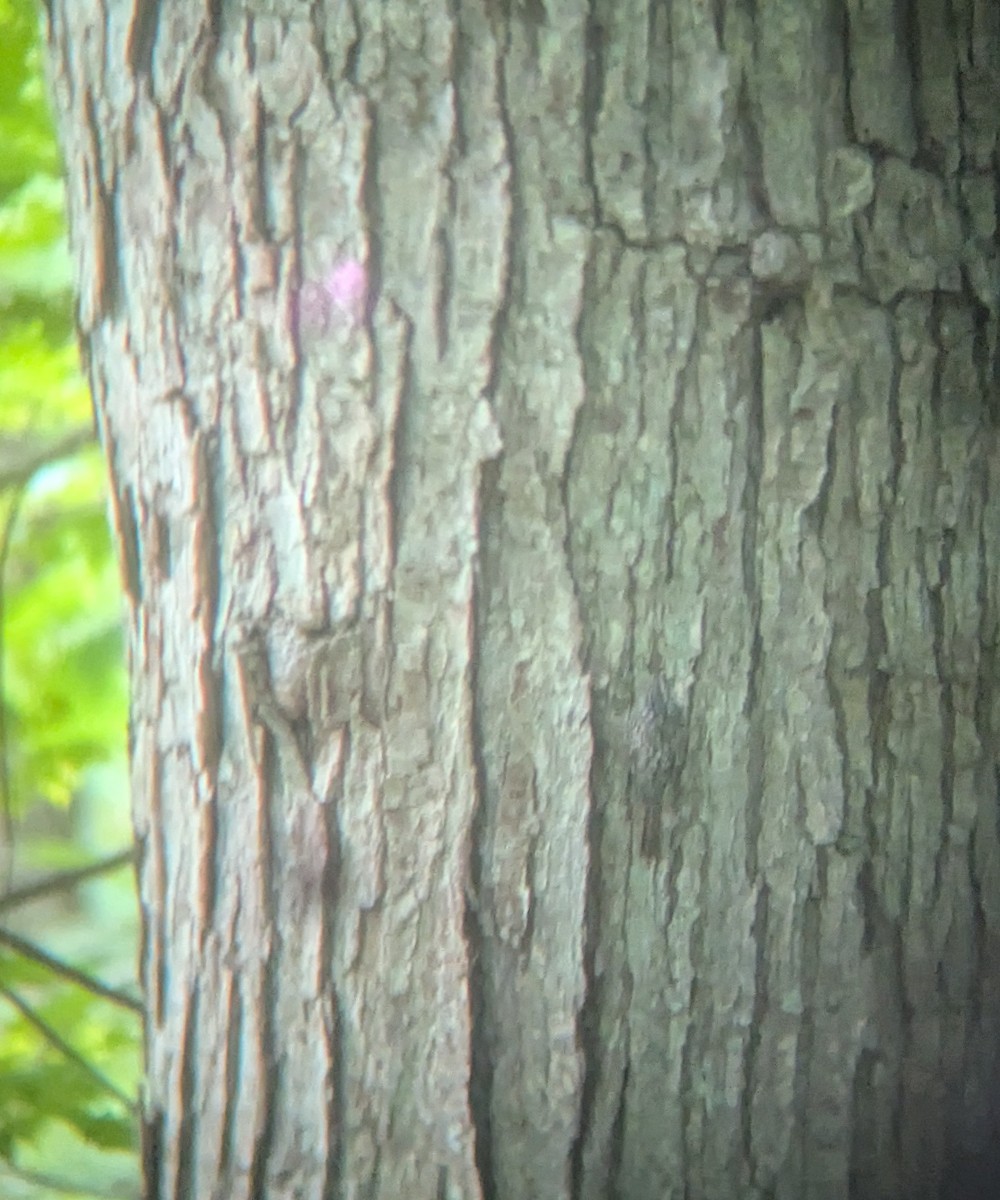 Brown Creeper - ML642010338