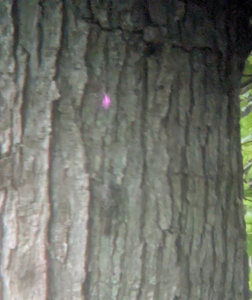Brown Creeper - ML642010339