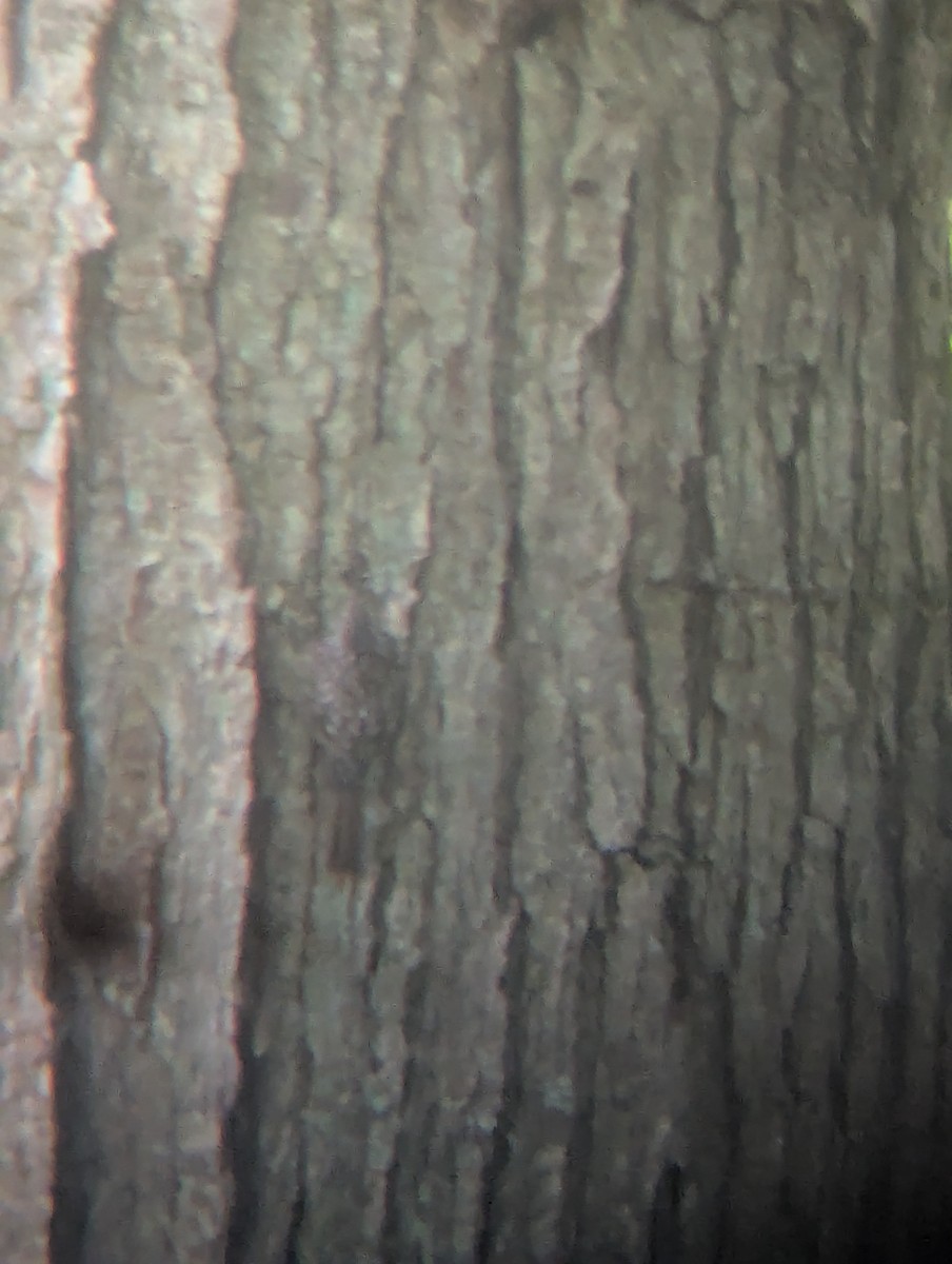 Brown Creeper - ML642010340