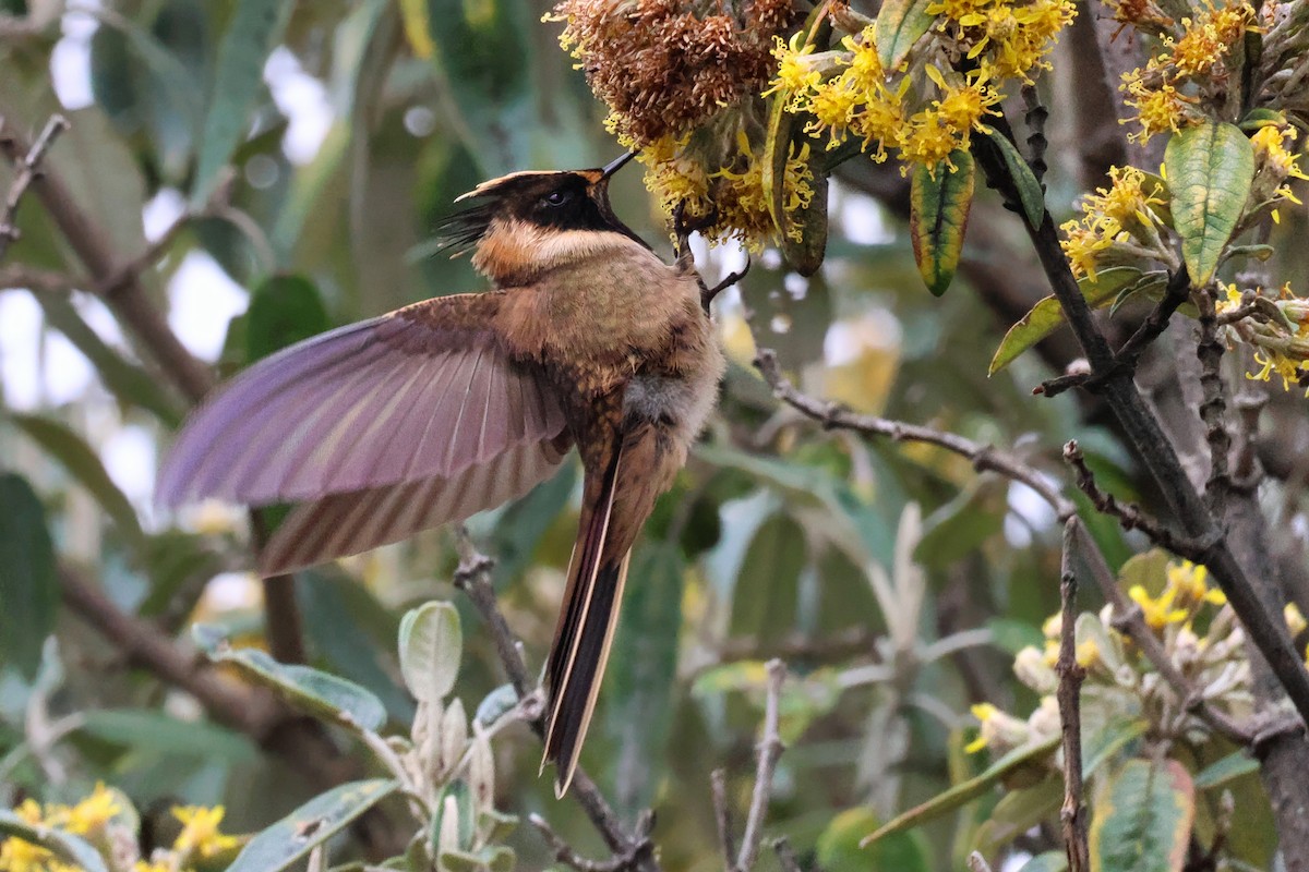 Buffy Helmetcrest - ML642010341