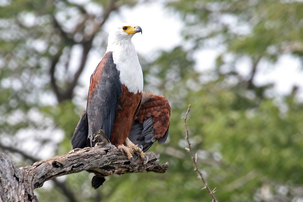 African Fish-Eagle - ML642010344