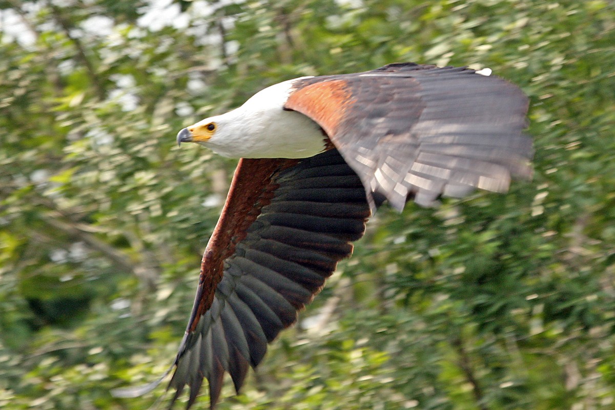 African Fish-Eagle - ML642010347