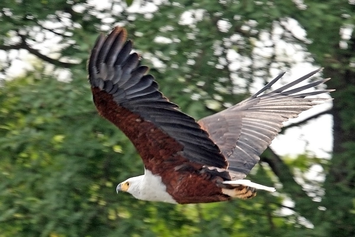 African Fish-Eagle - ML642010349