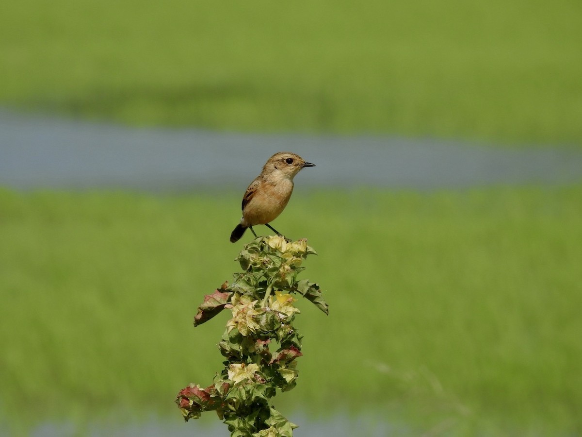 Amur Stonechat - ML642010351
