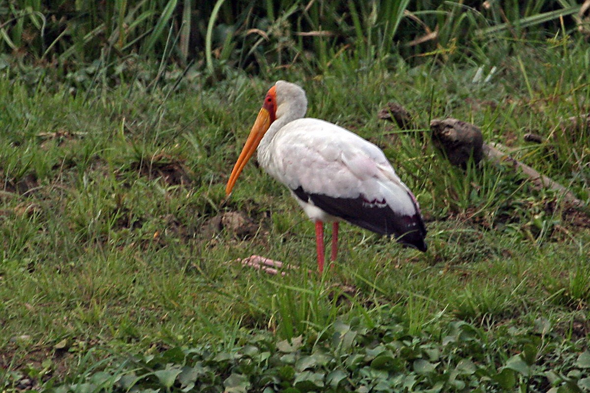 Yellow-billed Stork - ML642010353