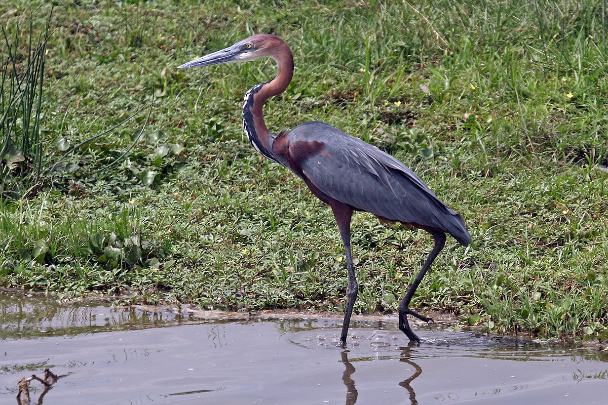 Goliath Heron - ML642010355