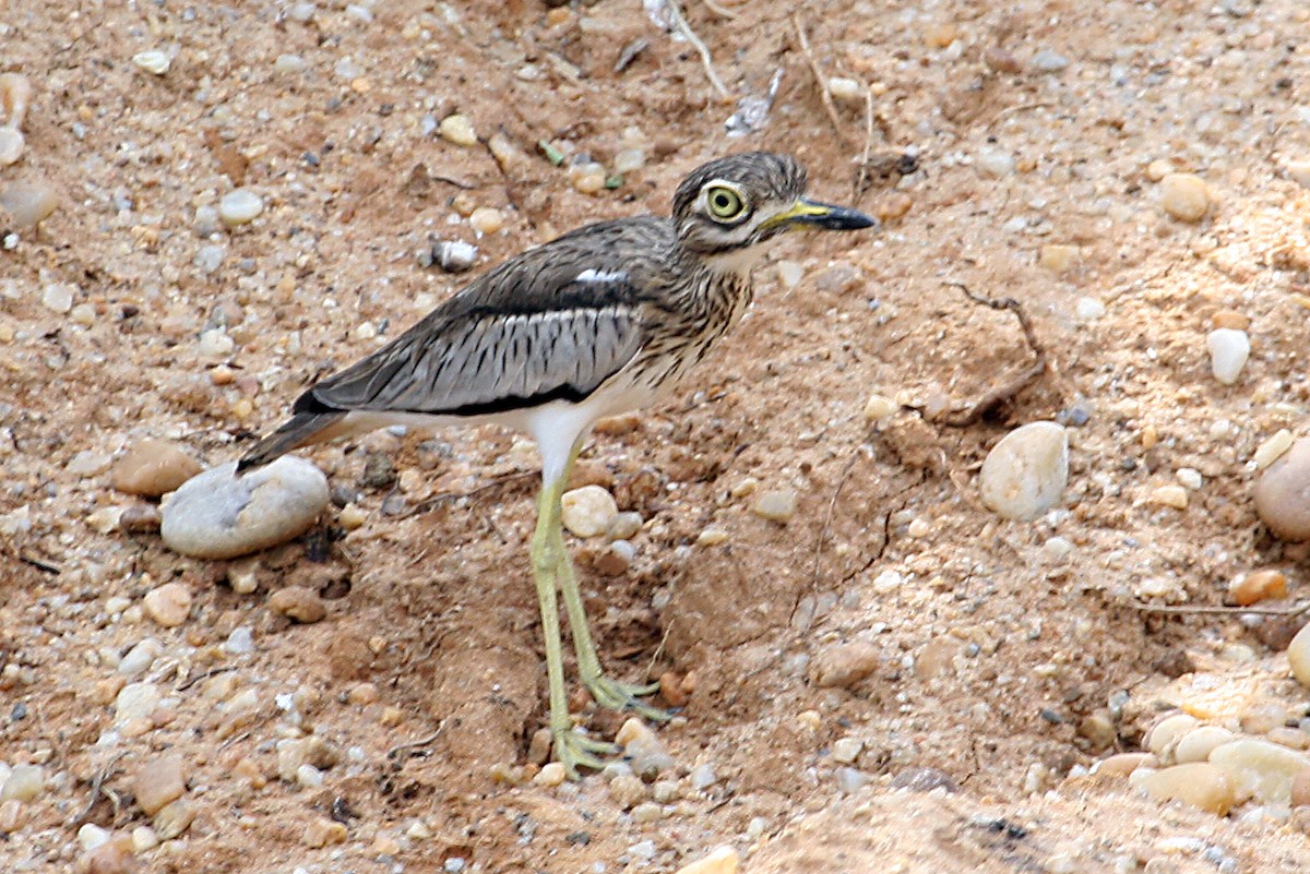 Water Thick-knee - ML642010358