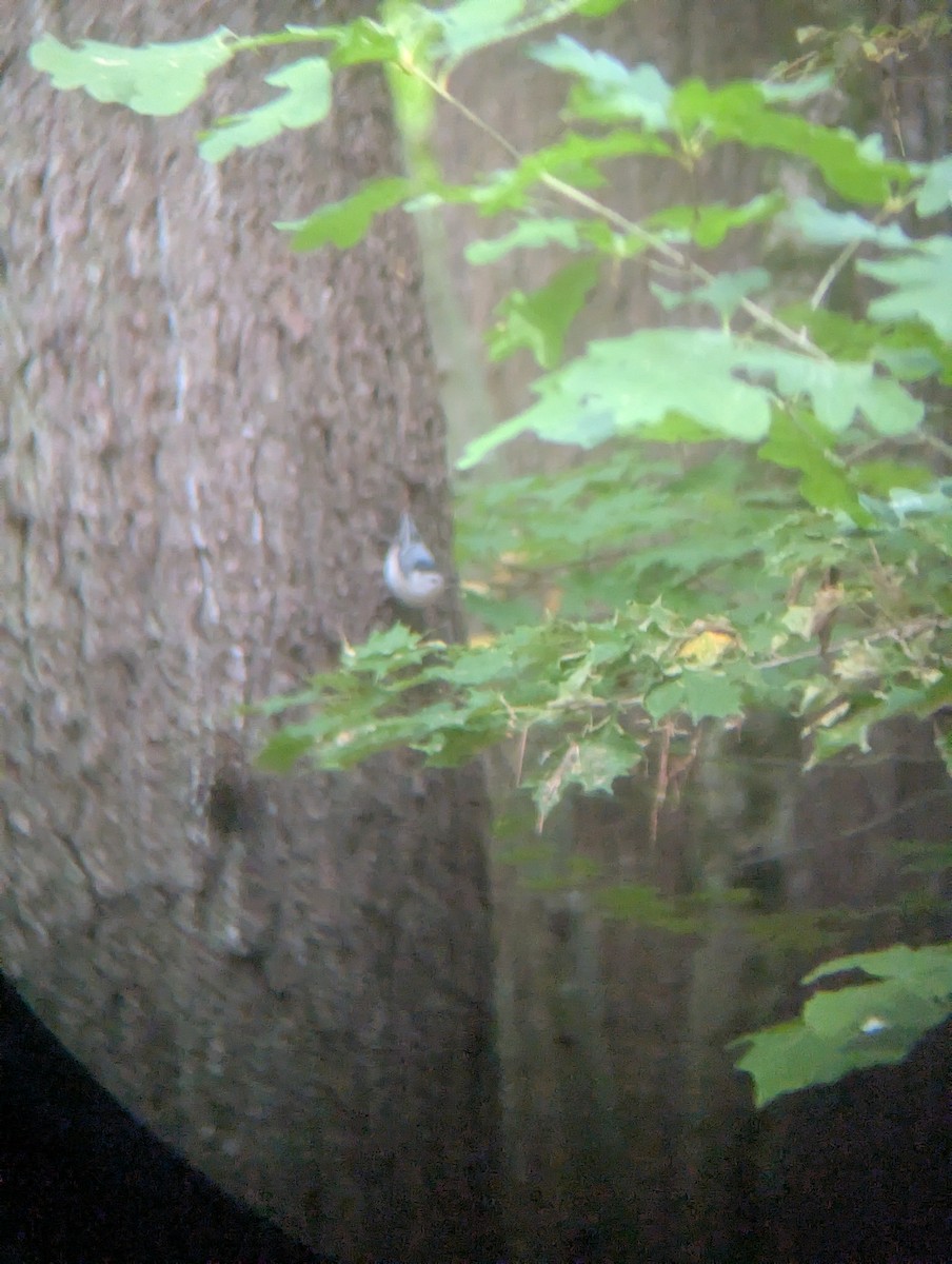 White-breasted Nuthatch (Eastern) - ML642010359