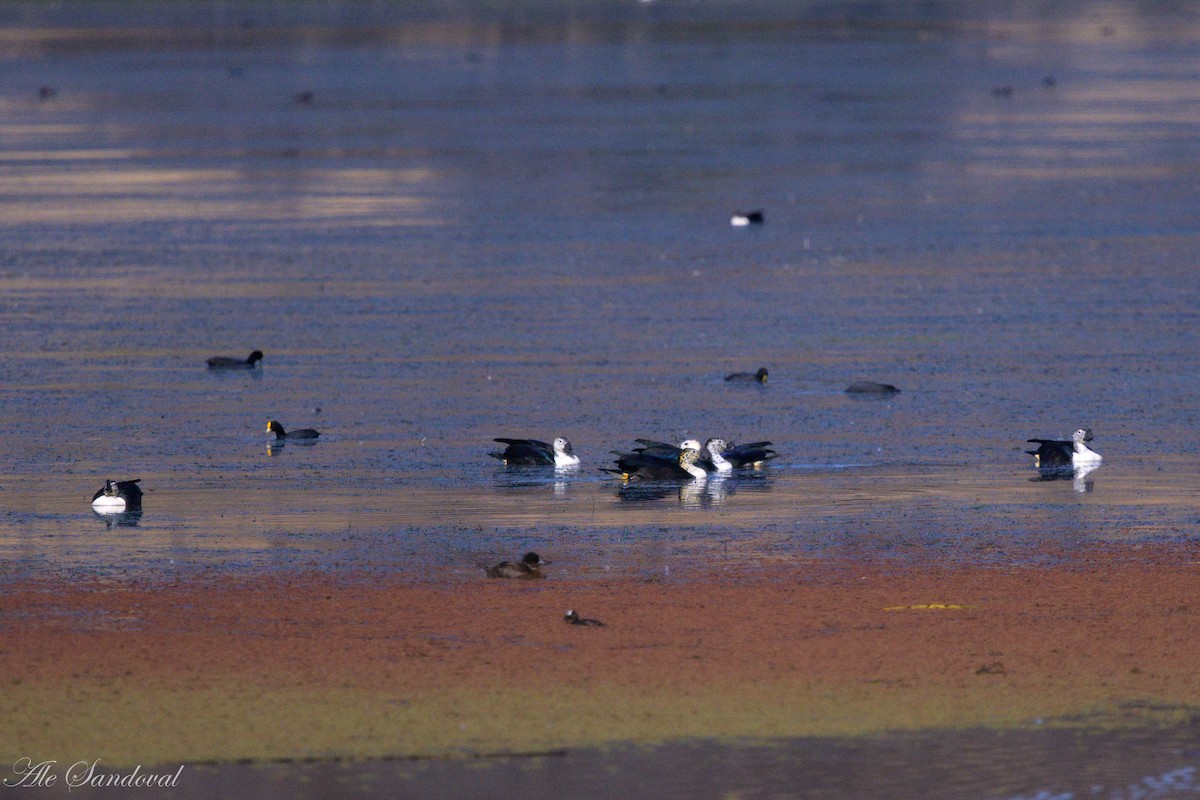 Comb Duck - ML642010360