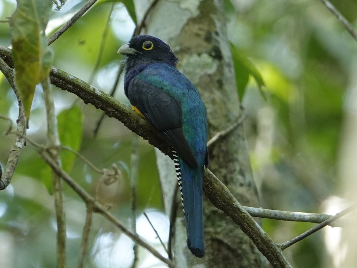 Amazonian Trogon - ML642010362