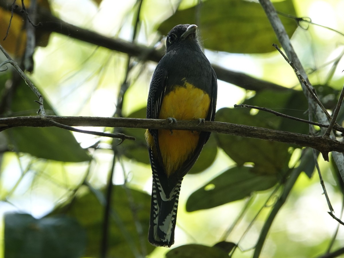 Amazonian Trogon - ML642010363
