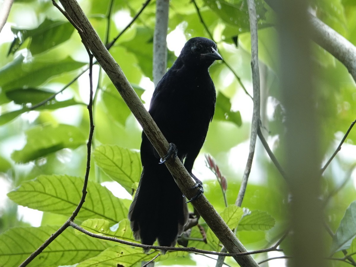 Velvet-fronted Grackle - ML642010364