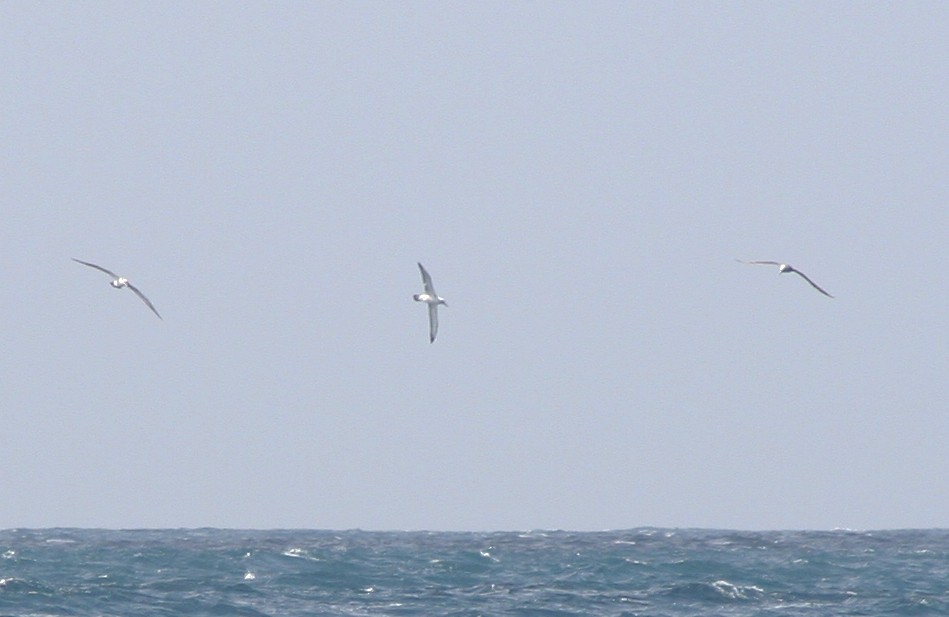 White-capped Albatross - ML642010366