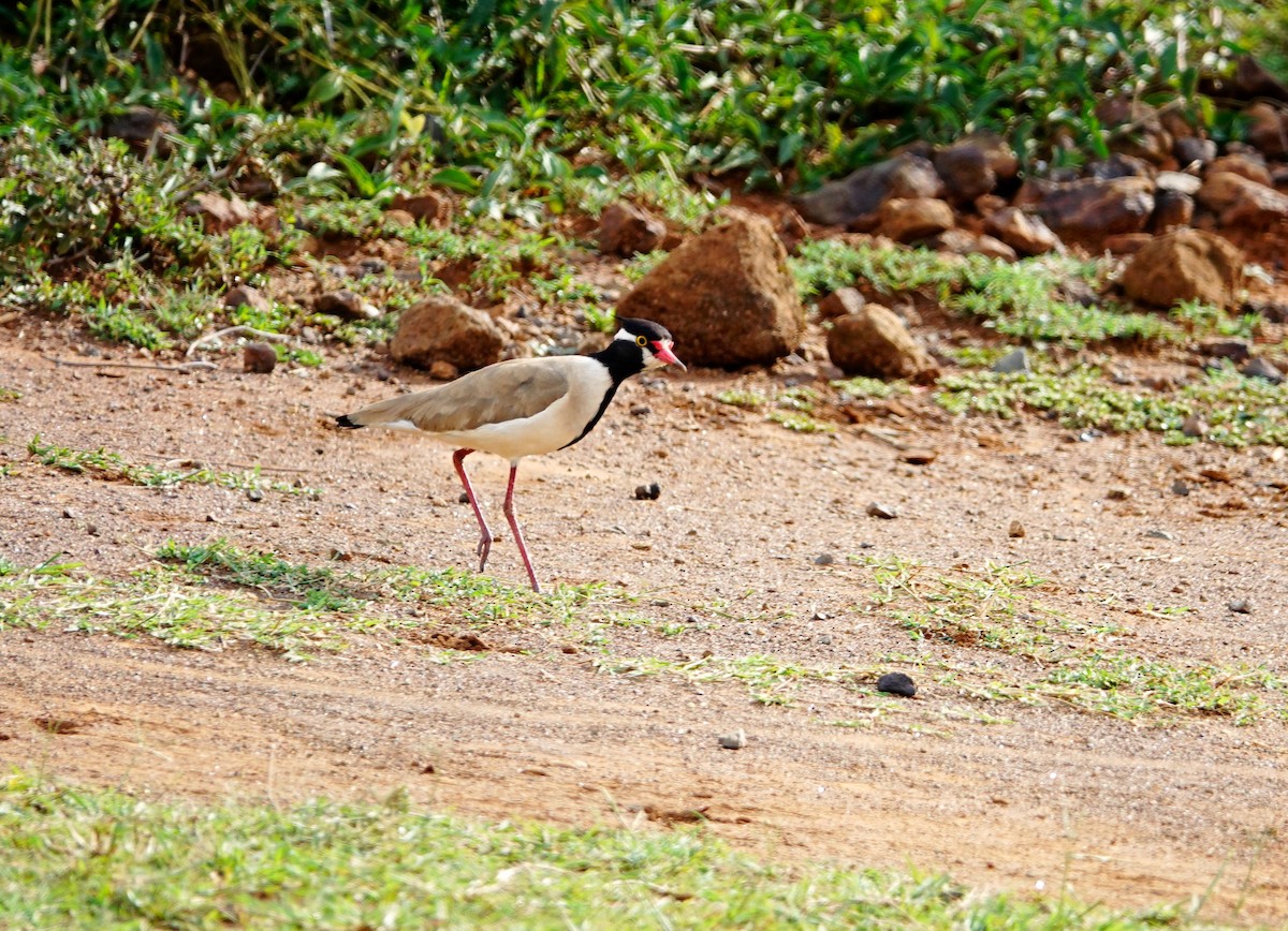 Black-headed Lapwing - ML642010367