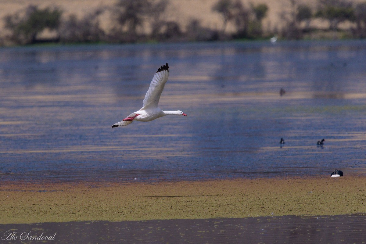 Coscoroba Swan - ML642010368