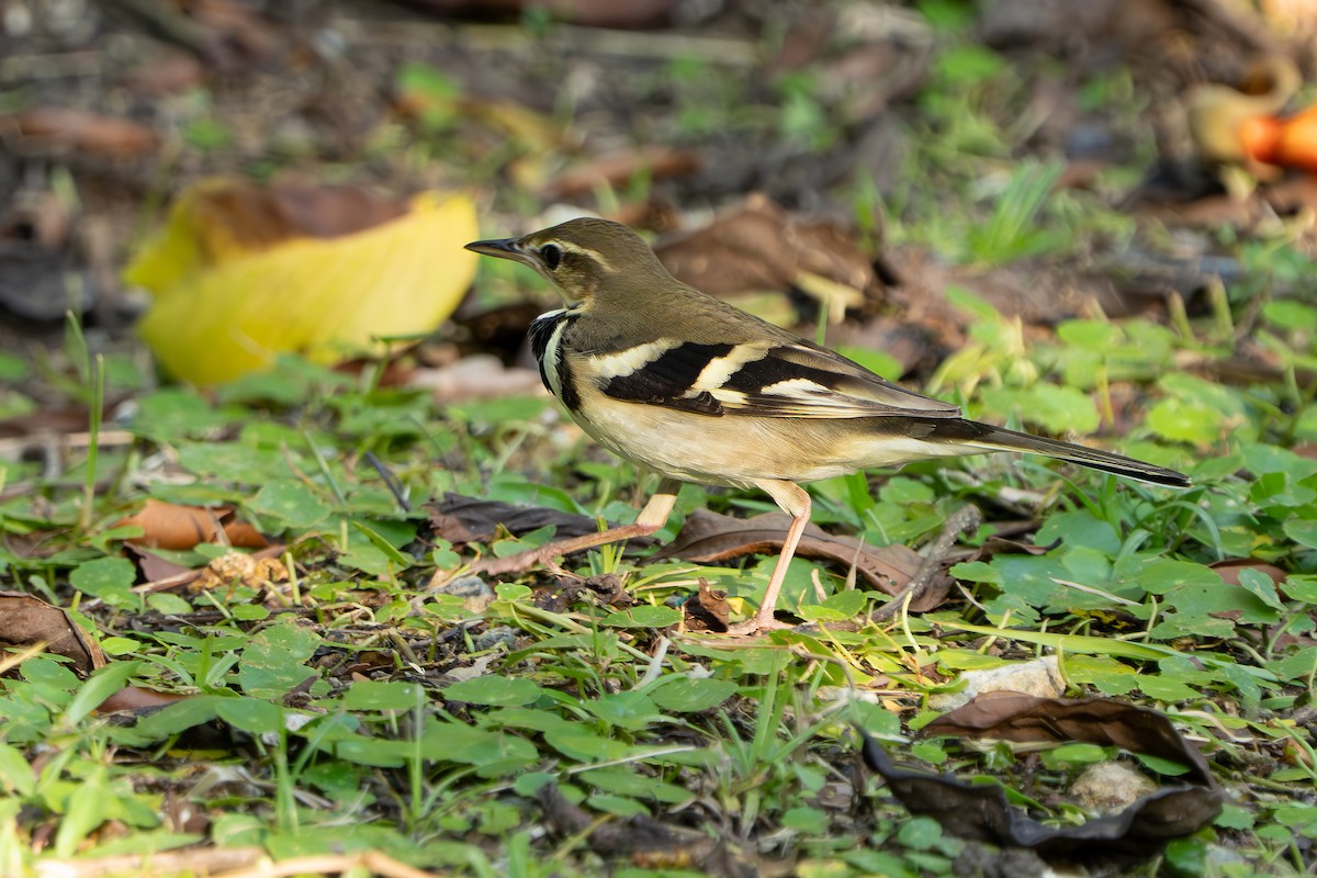 Forest Wagtail - ML642010373
