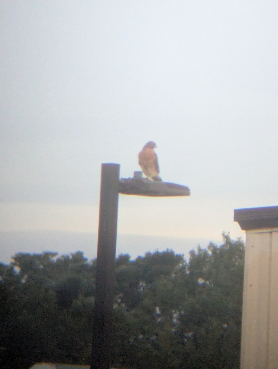 Red-shouldered Hawk (lineatus Group) - ML642010374