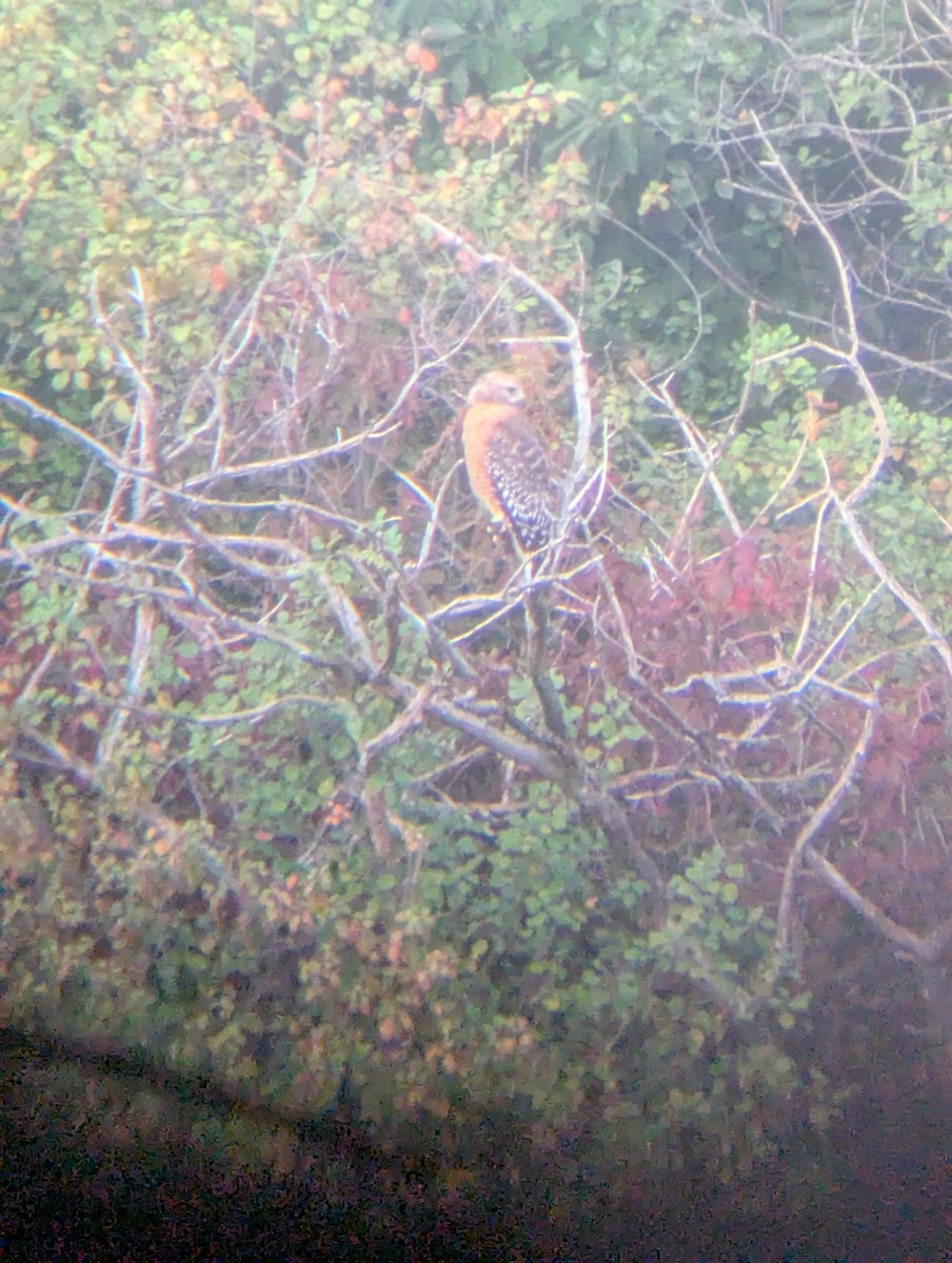 Red-shouldered Hawk (lineatus Group) - ML642010375