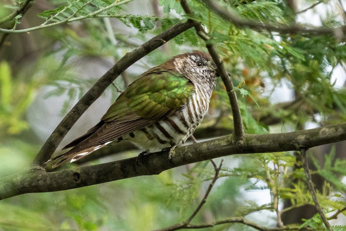 Shining Bronze-Cuckoo (Golden) - ML642010376