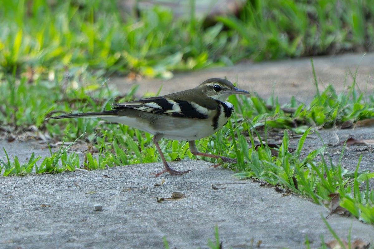 Forest Wagtail - ML642010378
