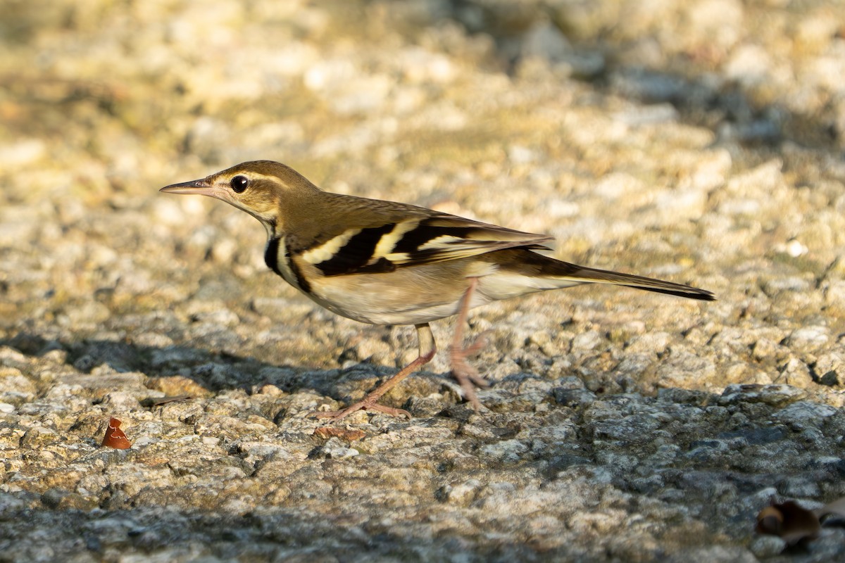 Forest Wagtail - ML642010379