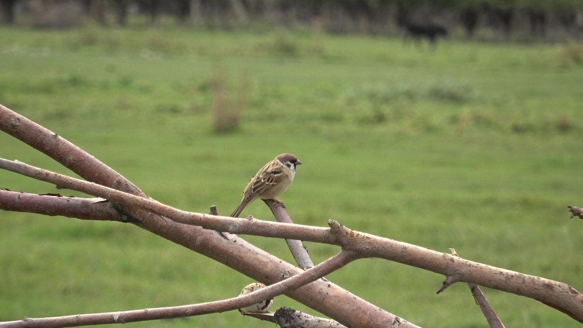 Passera mattugia - ML642010380