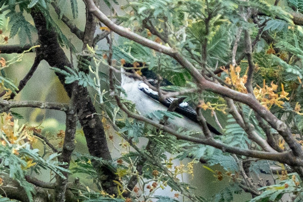 White-winged Triller - ML642010382