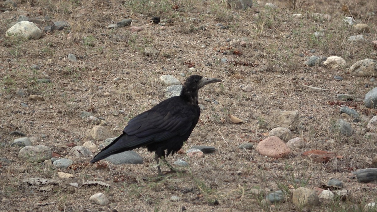Ekin Kargası - ML642010384