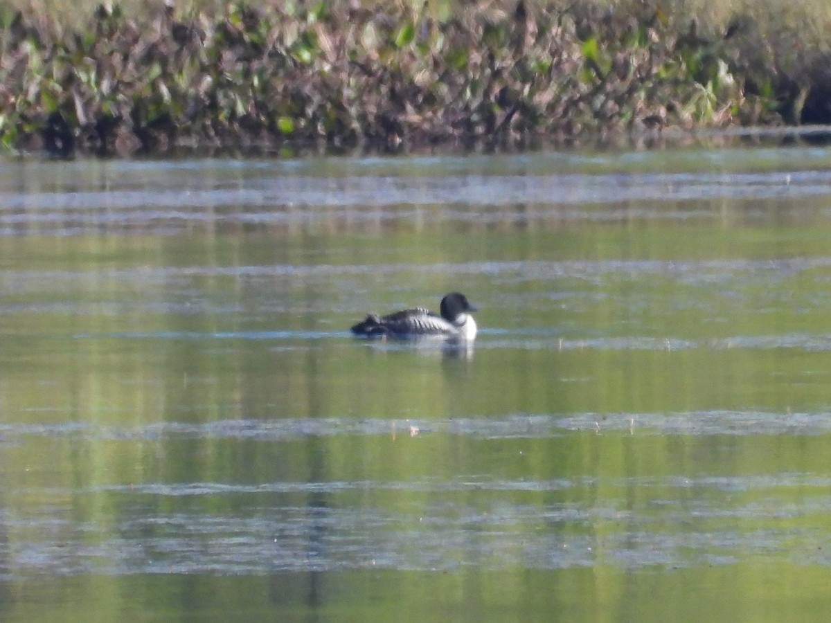 Common Loon - ML642010388