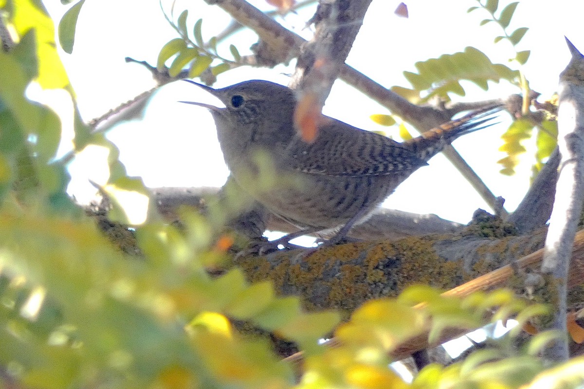 Northern House Wren - ML642010394