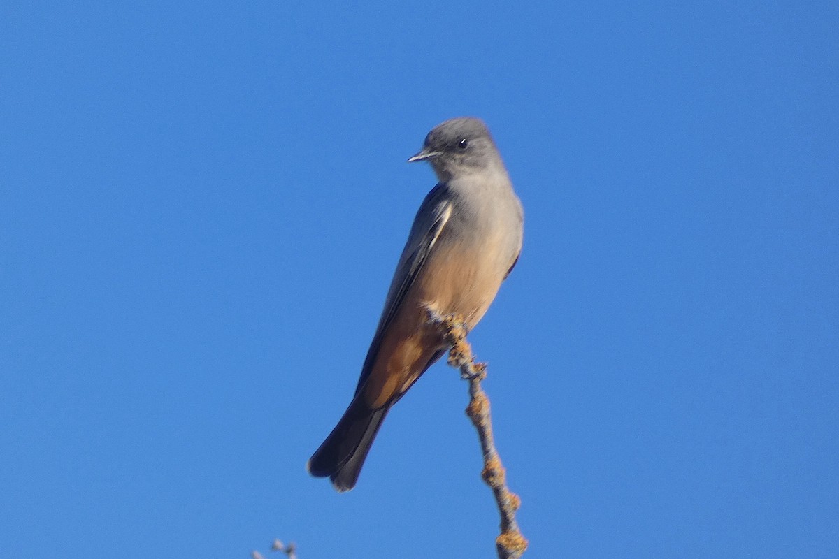 Mosquero Llanero - ML642010404