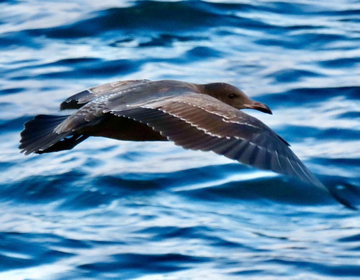 Gaviota Mexicana - ML642010422