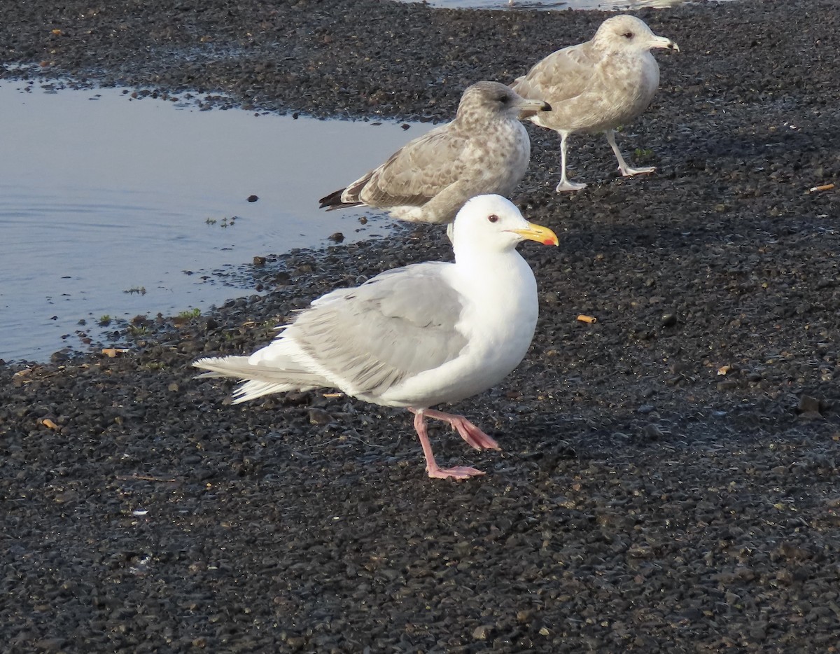 Gaviota de Bering - ML642010430