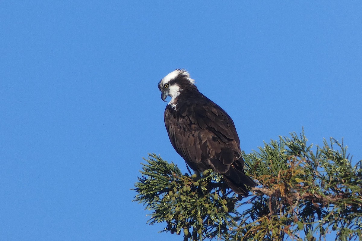 Águila Pescadora - ML642010439