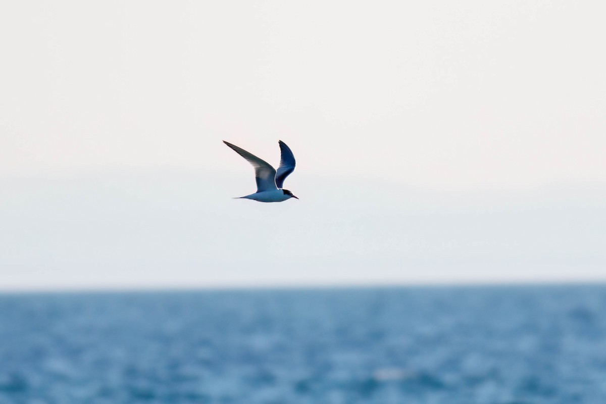 Common Tern - ML642010450