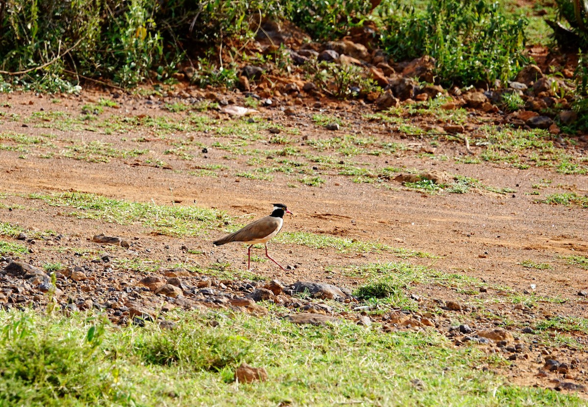 Black-headed Lapwing - ML642010461