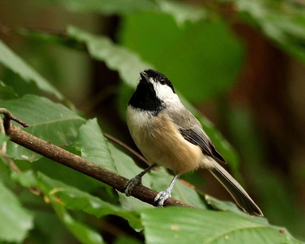 Mésange de Caroline - ML642010470
